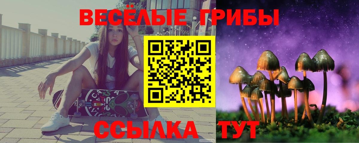 Курчалой  Галлюциногенные грибы Psilocybe  закладки  Вход с VPN 